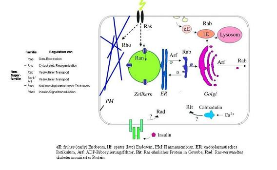  the Ras superfamily and their localization and function in the cellular