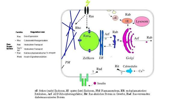 the Ras superfamily and their localization and function in the cellular the Ras superfamily and their localization and function in the cellular
